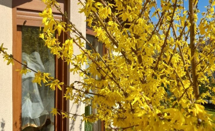 dom na sprzedaż - Świerklaniec